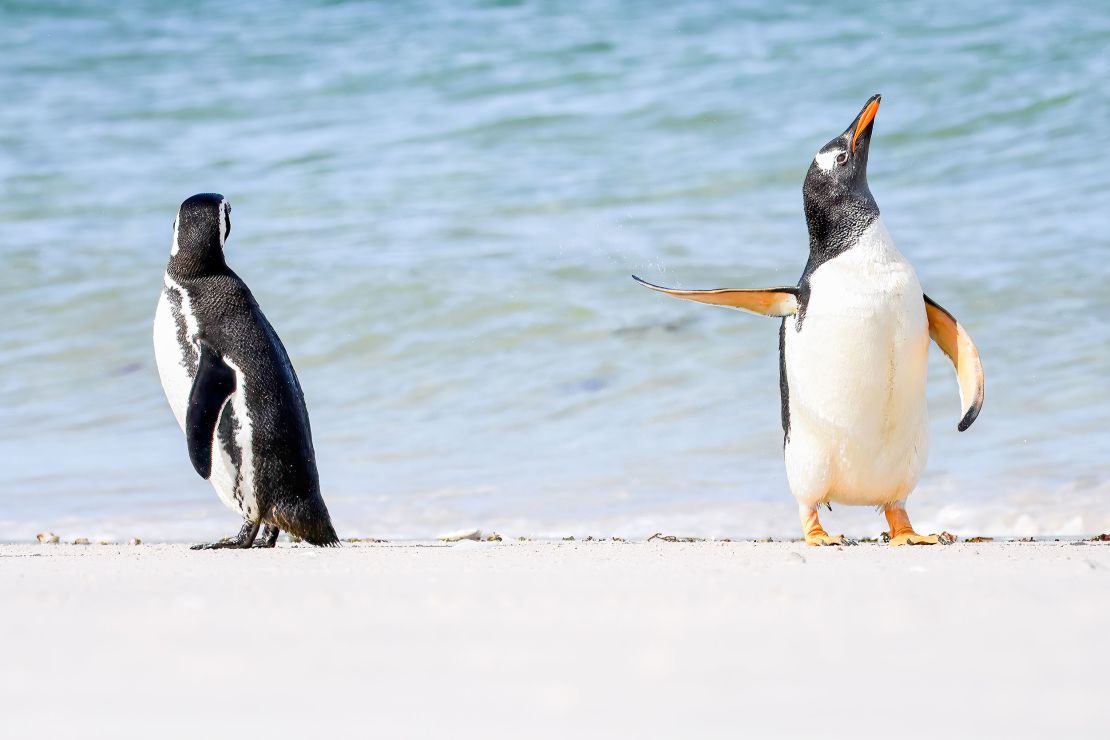 Jennifer Hadley took this picture of a Magellanic penguin (left) and a gentoo penguin on the Falkland Islands.