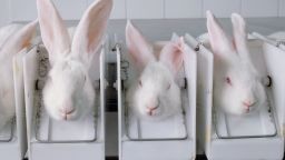 ANIMAL TESTING IN COMSETICS INDUSTRY - stock photo