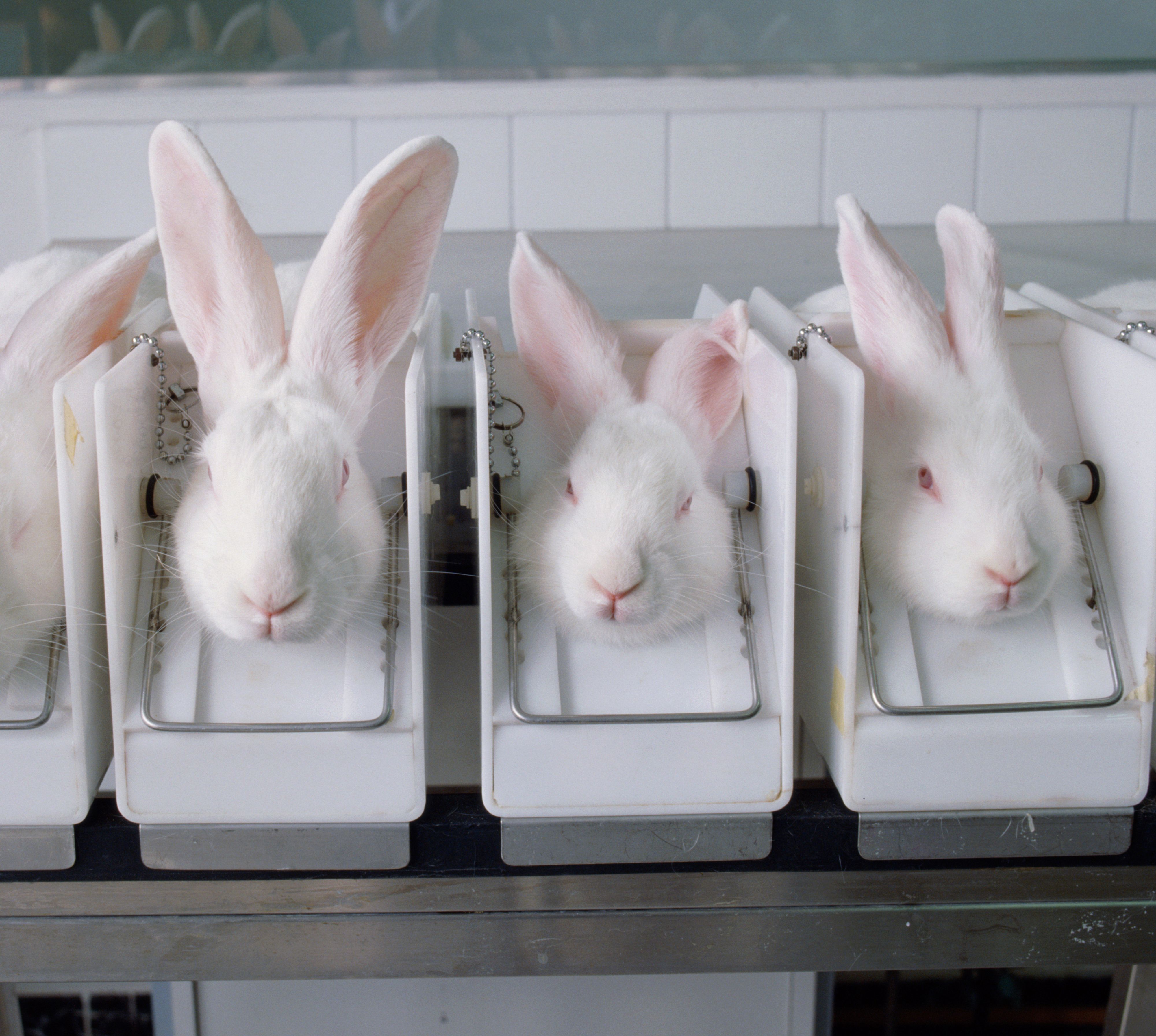 10 states have now banned the sale of cosmetics tested on animals | CNN