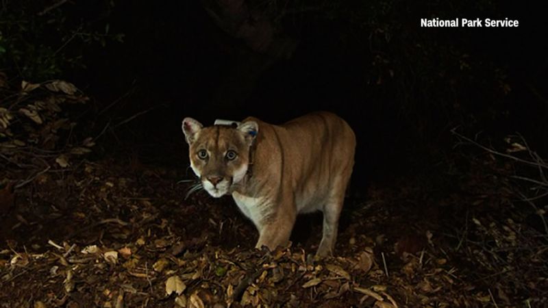 California S Famous Mountain Lion Inspires Construction Of World S   221218075835 P 22 Mountian Lion 