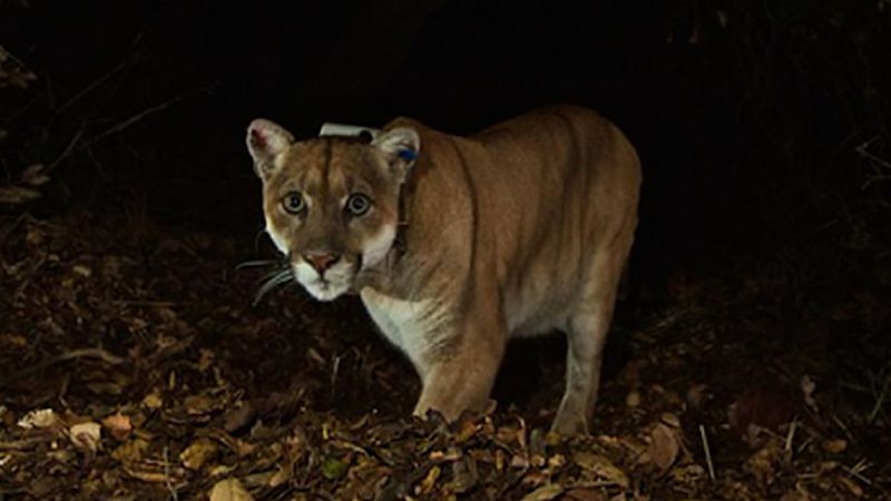 How did a lone mountain lion create the world’s largest wildlife bridge?