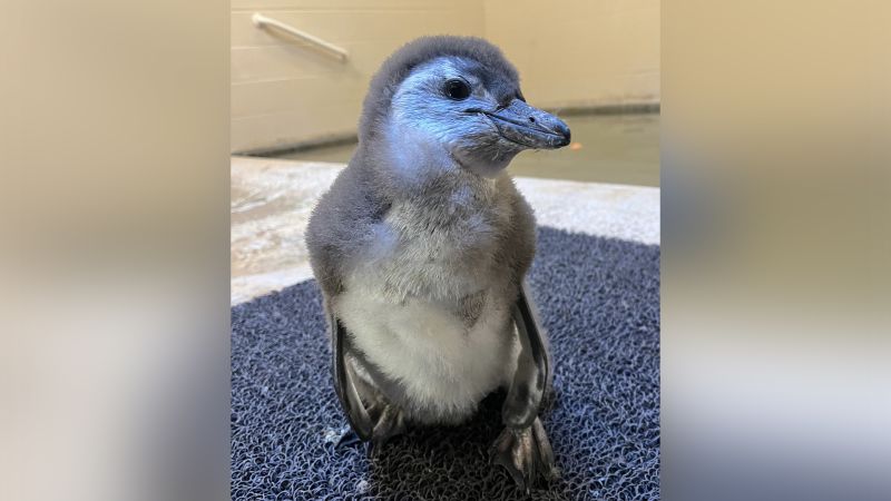 Tulsa Zoo wants your help naming this baby African penguin