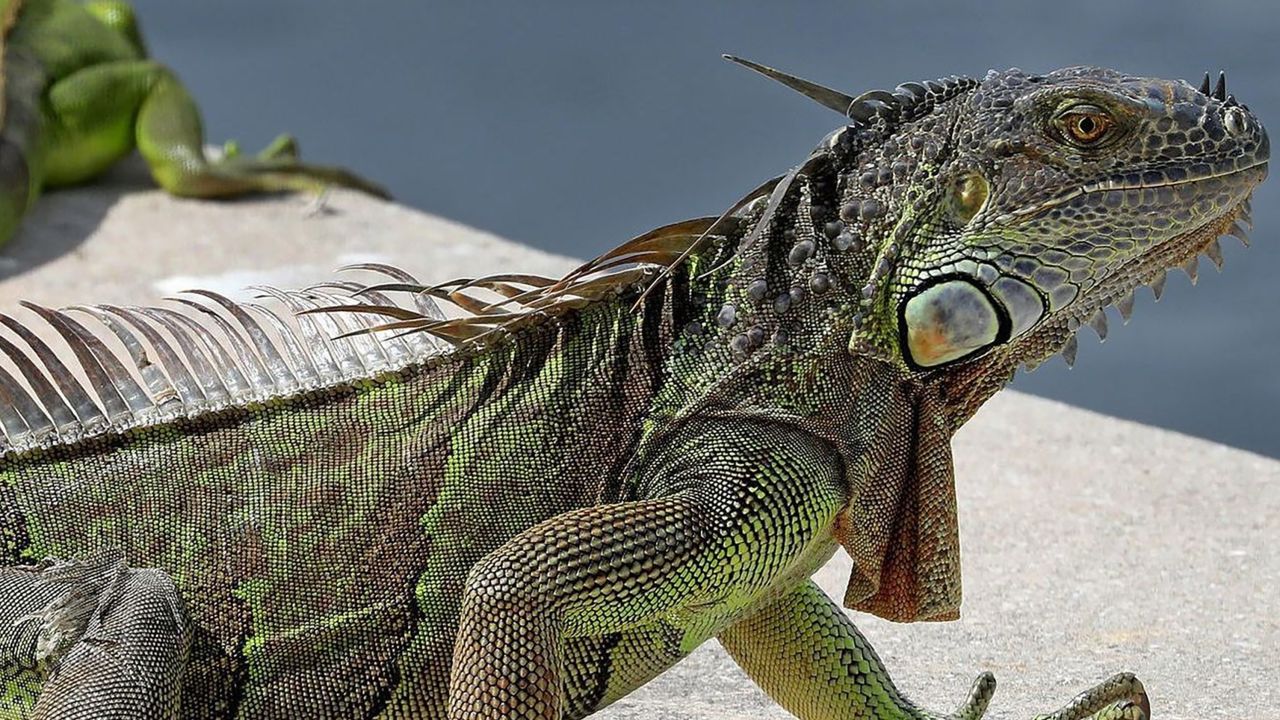 A large green iguana ended up on a transformer at Lake Worth Beach's Sixth Avenue substation, causing over 1,400 customers to lose power for about a half-hour on December 7th.