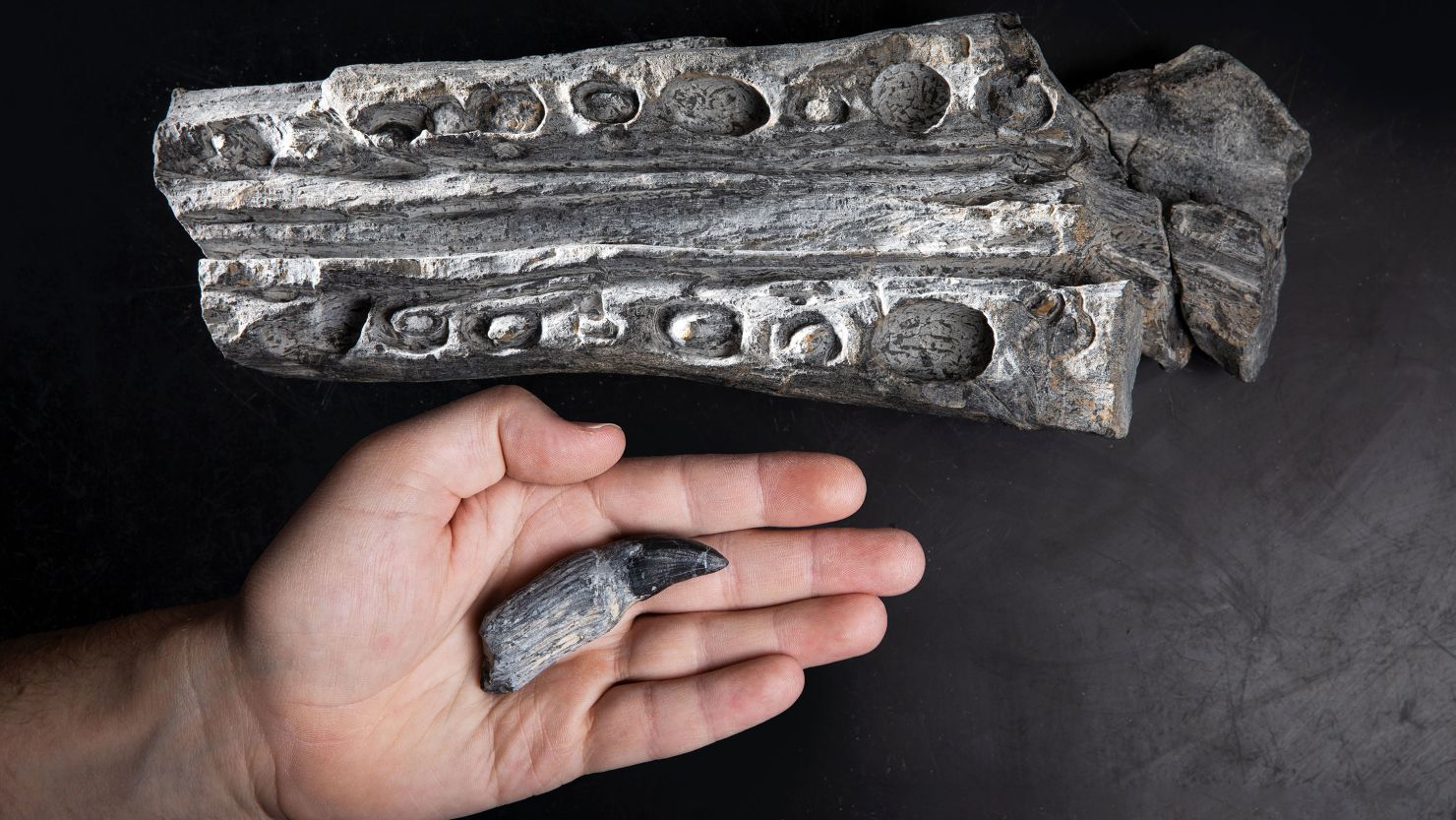 A fragment of an ichthyosaur snout (top) is shown with a tooth. Researchers found the fossils in Nevada's Humboldt-Toiyabe National Forest. 