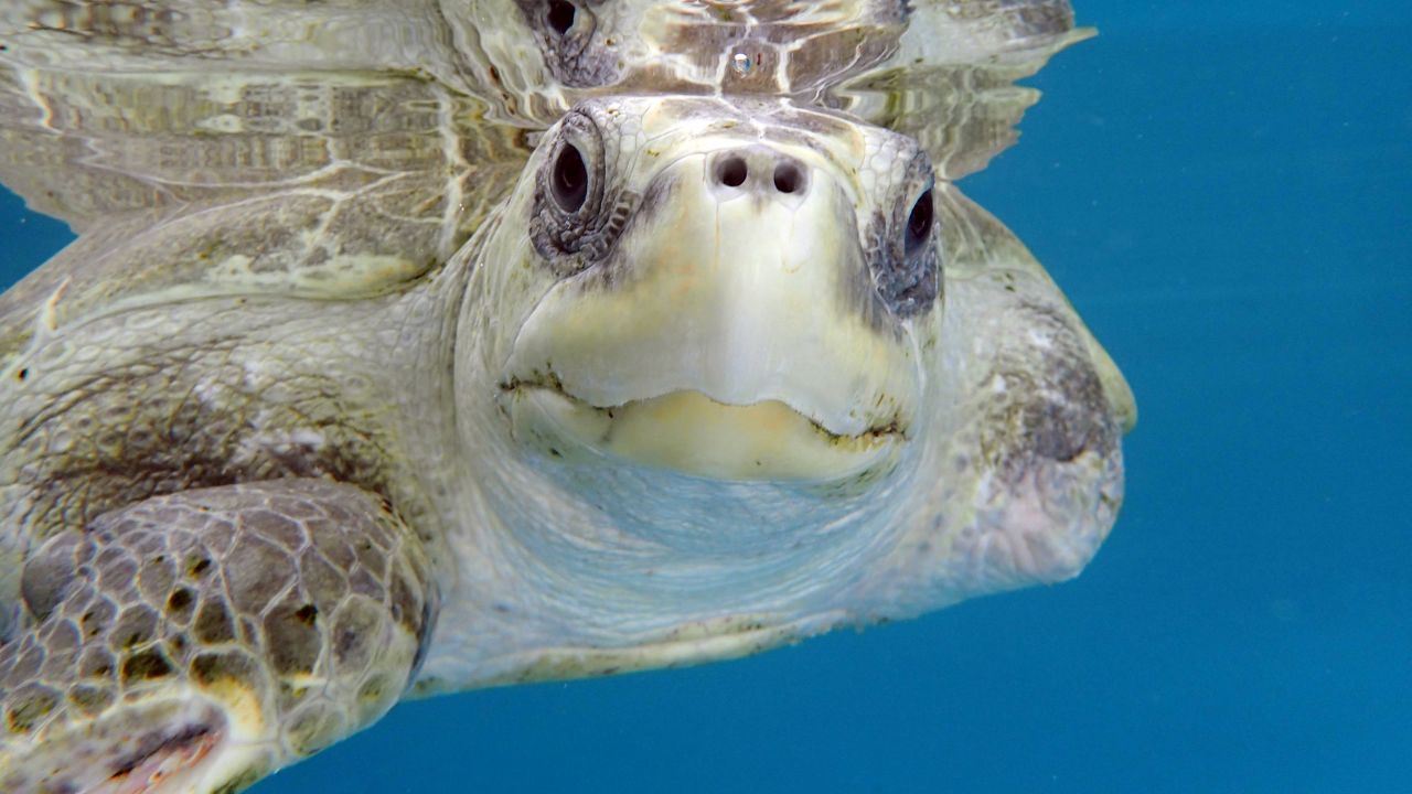 Heidi, a rescued olive ridley turtle whose front left flipper was amputated due to injuries from a net entanglement, now has a permanent home at the National Marine Aquarium in Plymouth, England.