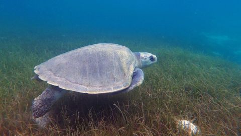 Heidi swims over seagrass during his time in rehabilitation with the Olive Ridley Project, a veterinarian-led turtle rescue center in the Maldives.