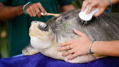 Heidi underwent surgery at the Olive Ridley Project and remained there for rehab for four years.