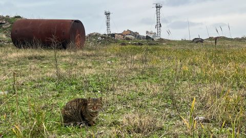 Numerous cats, likely  former lighthouse pets, roam around the rocky terrain.