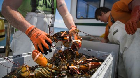 Lobsters caught on July 01, 2019 in Deer Isle, Maine. (Photo by Joe Raedle/Getty Images)