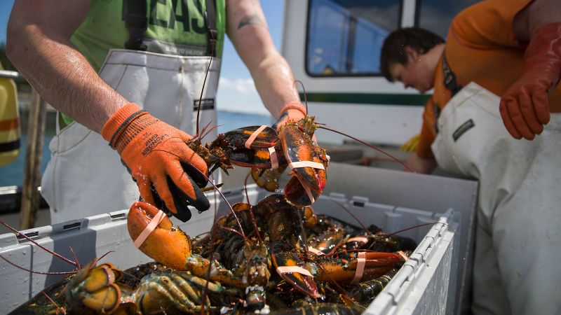 Maine lobstermen could get a lifeline from the federal spending bill | CNN Politics