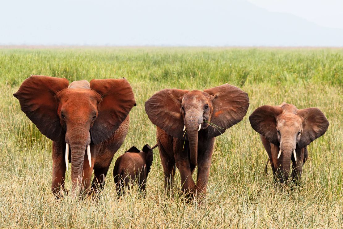 Africa's iconic wildlife often stars in nature films, but Black African wildlife filmmakers are hard to come by. 