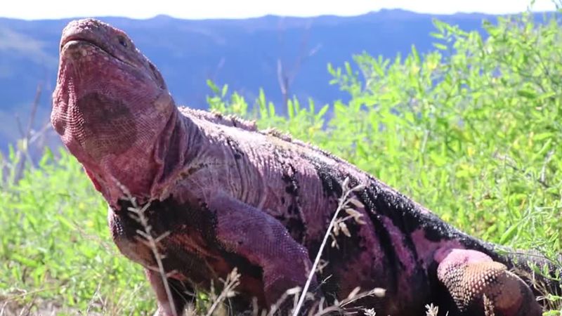 Endangered pink iguana hatchlings seen for the first time on Galapagos ...