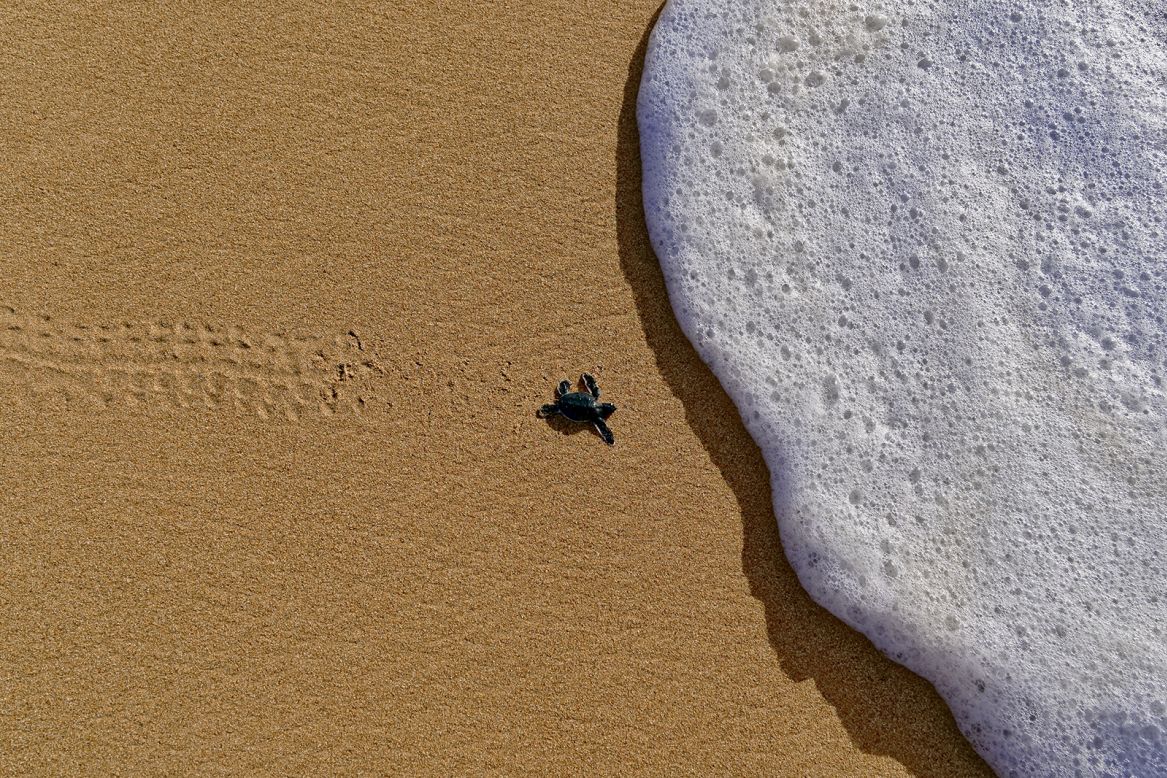 Kenya has 882 miles of coastline along the Indian Ocean, waters that are home to five threatened species of sea turtles according the <a href="https://www.lamcot.org/projects" target="_blank" target="_blank">Lamu Marine Conservation Trust</a>. Underwater photographer and filmmaker Jahawi Bertolli captured this shot, titled "First Run", on Manda Island's Takwa Beach in the Lamu Archipelago.