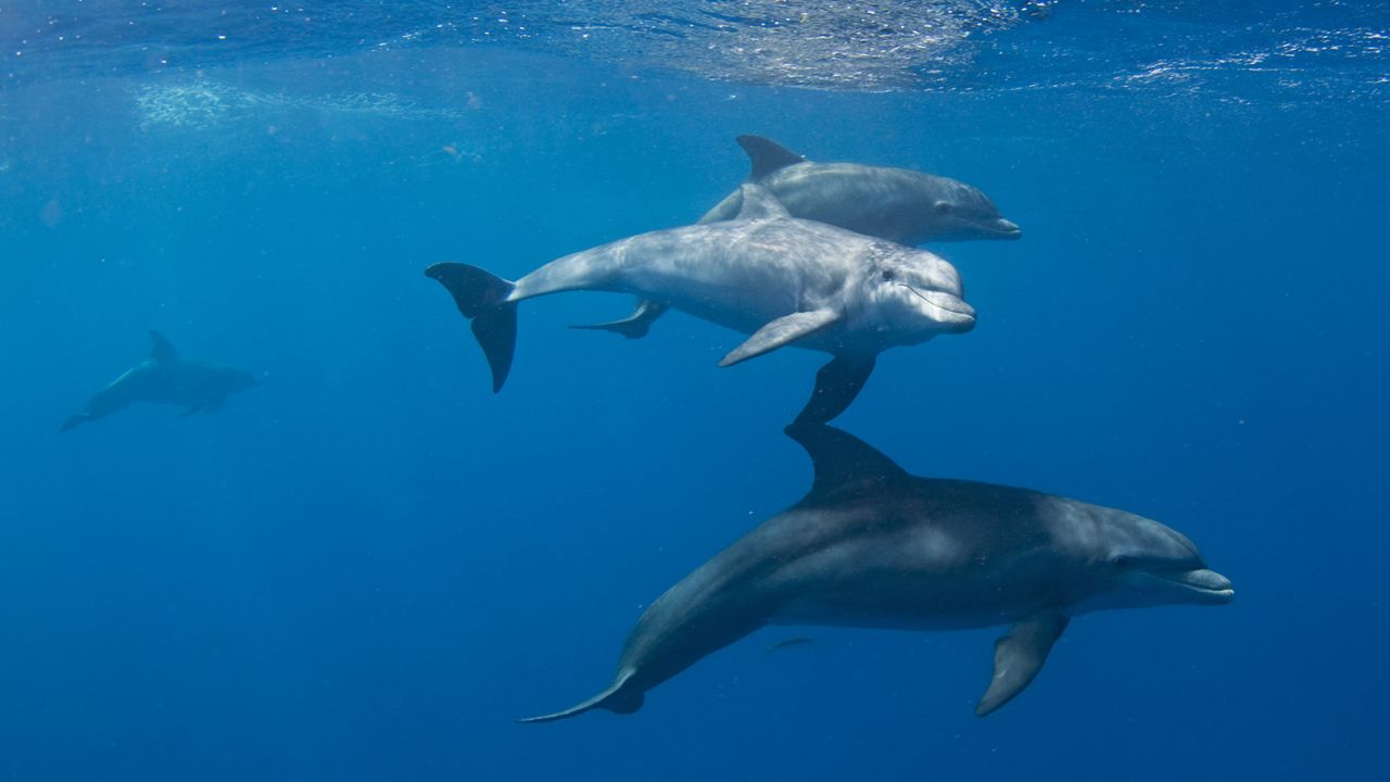 Bottlenose dolphins were among the five species examined in the recent study on Alzheimer's disease.