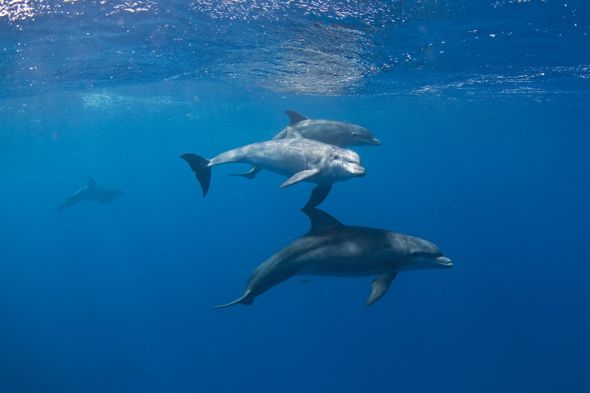 Dolphins could unveil the origins of menopause, Science