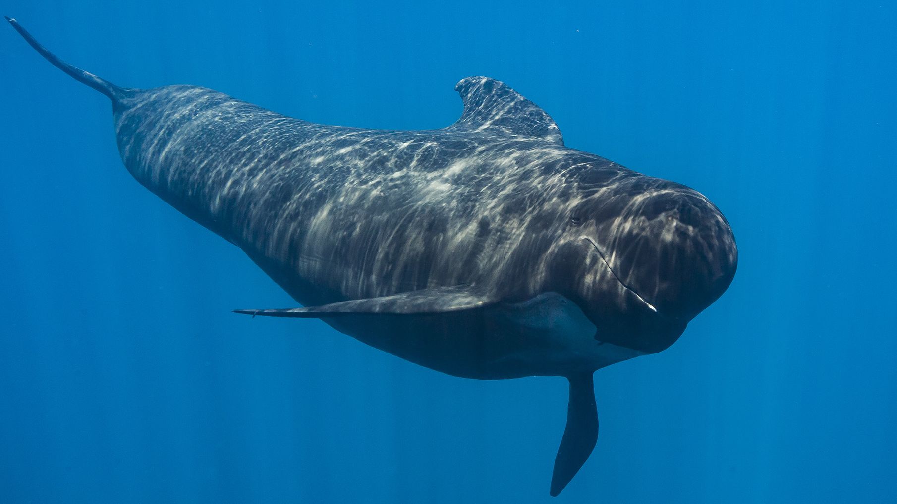 Long-finned pilot whales were among the three aged dolphins that showed similar lesions to humans with Alzheimer's disease.