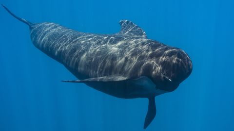 The long-finned pilot whales were among three aging dolphins that showed lesions similar to those seen in people with Alzheimer's disease.