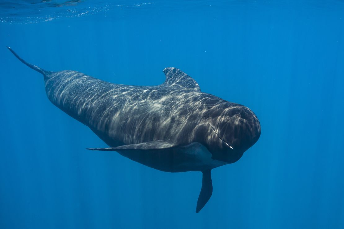 Long-finned pilot whales were among the three aged dolphins that showed similar lesions to humans with Alzheimer's disease.