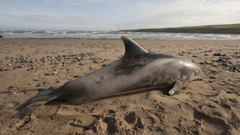 Os espécimes estão todos encalhados ao longo da costa escocesa como este golfinho de bico branco na praia de Montrose.