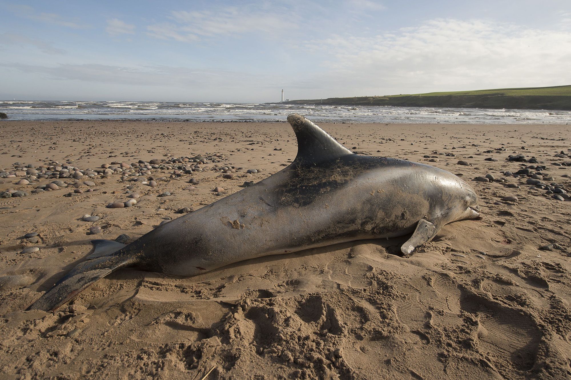 Researchers find pathological signs of Alzheimer's in dolphins, whose  brains are much like humans' - News - University of Florida