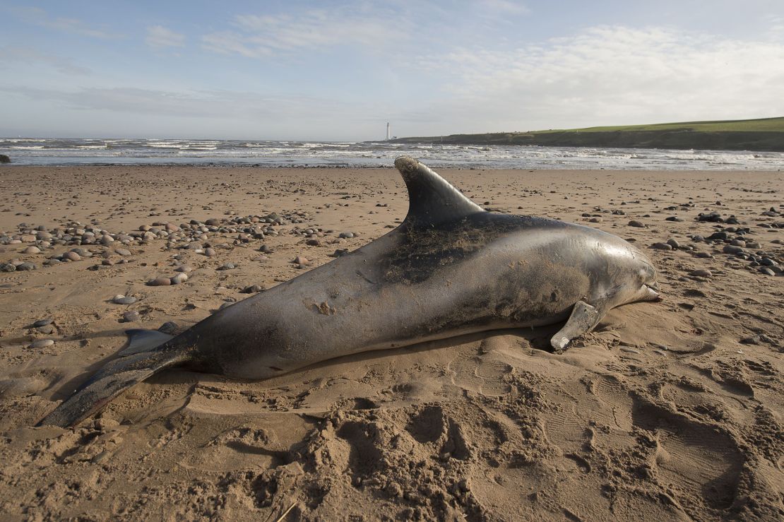 All the specimens were stranded along the Scottish coast such as this white-beaked dolphin on Montrose Beach.