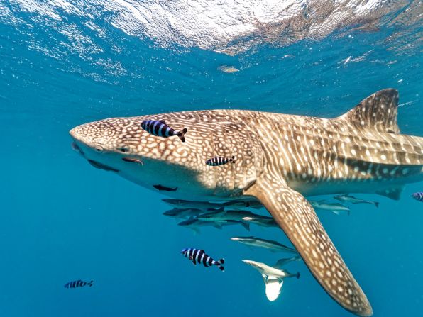 The endangered whale shark is also known to visit the waters surrounding the Lamu Archipelago. The world's largest fish, they can grow up to <a href="index.php?page=&url=https%3A%2F%2Fwww.britannica.com%2Fanimal%2Fwhale-shark" target="_blank" target="_blank">59 feet in length</a> and pose no threat to humans. Bertolli snapped this shot during an unseasonal plankton bloom, one of their favorite meals, off the coast of Lamu in 2021.<br />