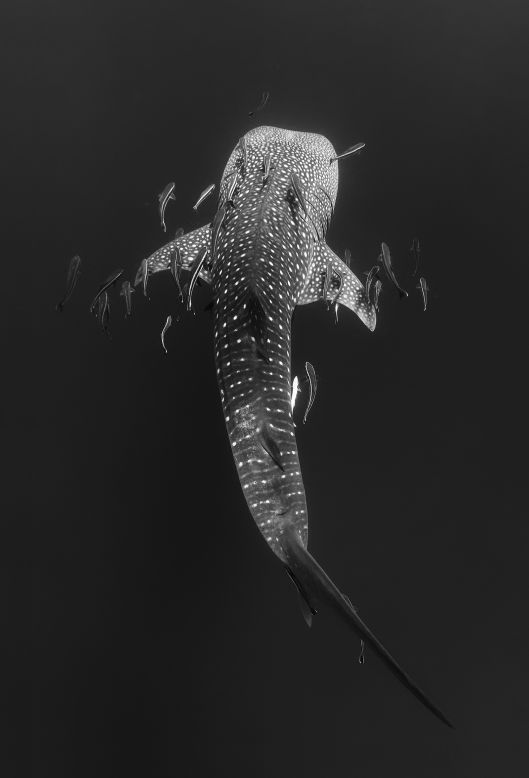 This image of a juvenile whale shark was not captured in Kenyan waters, but off the coast of Koh Tao, Thailand where Bertolli went to school to learn how to be an underwater filmmaker. He tells CNN the young and curious fish "was a challenge to keep up with" before it disappeared into the depths. 