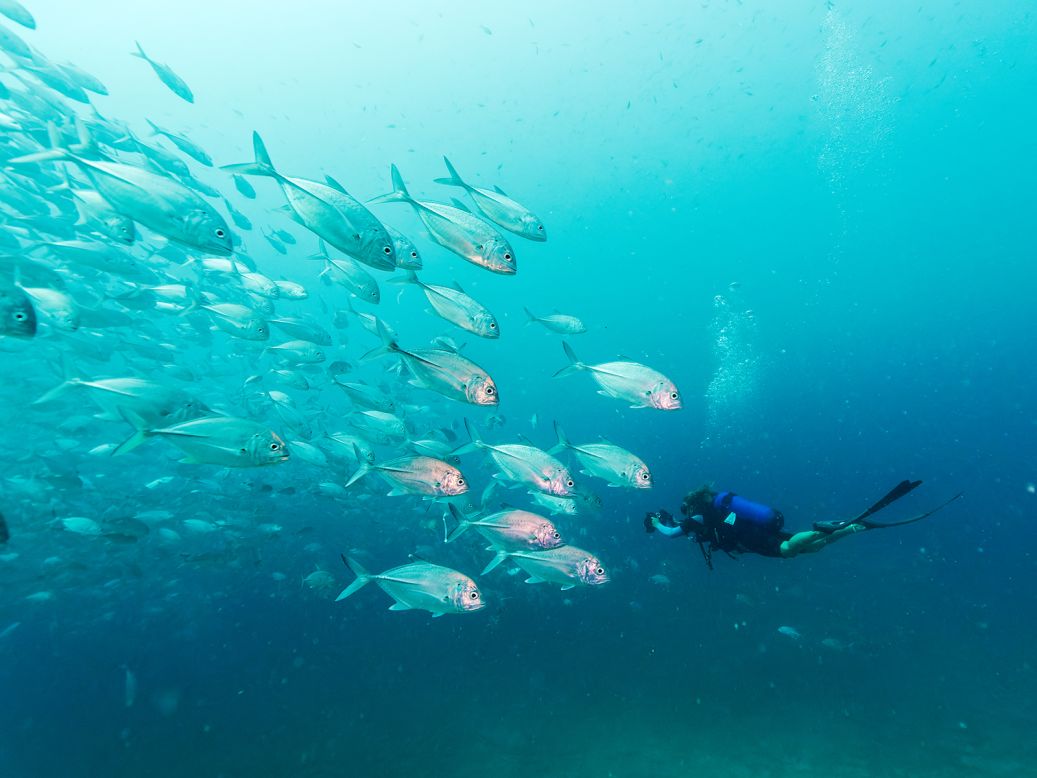 Bertolli and his wife Elke, who is also a photographer, want to raise awareness of ocean ecosystems and inspire conservation. Elke is pictured here filming a school of bigeye trevally that had congregated around the Alpha Funguo wreck, off the coast of Diani, Kenya. The Bertollis were there for a UNESCO project about Africa's underwater cultural heritage.