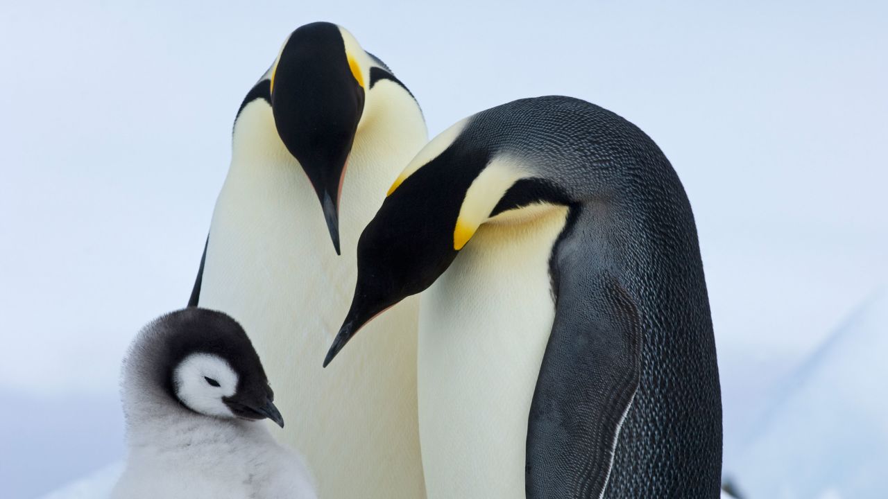 Emperor penguins are at high risk of disappearing before the end of the century, scientists warned Thursday.