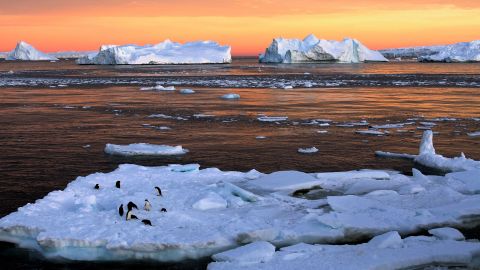 Adélie penguins on sea ice in East Antarctica in 2010.