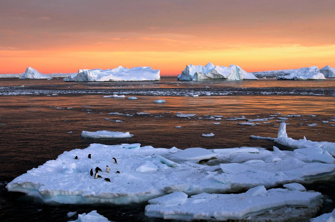 Adelie penguins on sea ice in East Antarctica in 2010.
