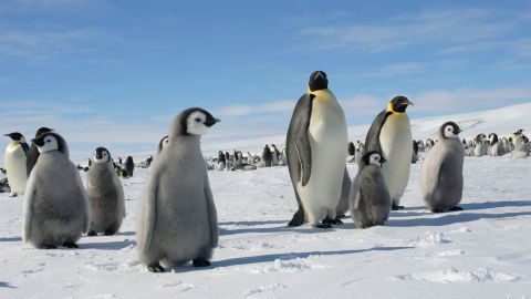 Emperor penguin chicks waddle across Antarctic ice.
