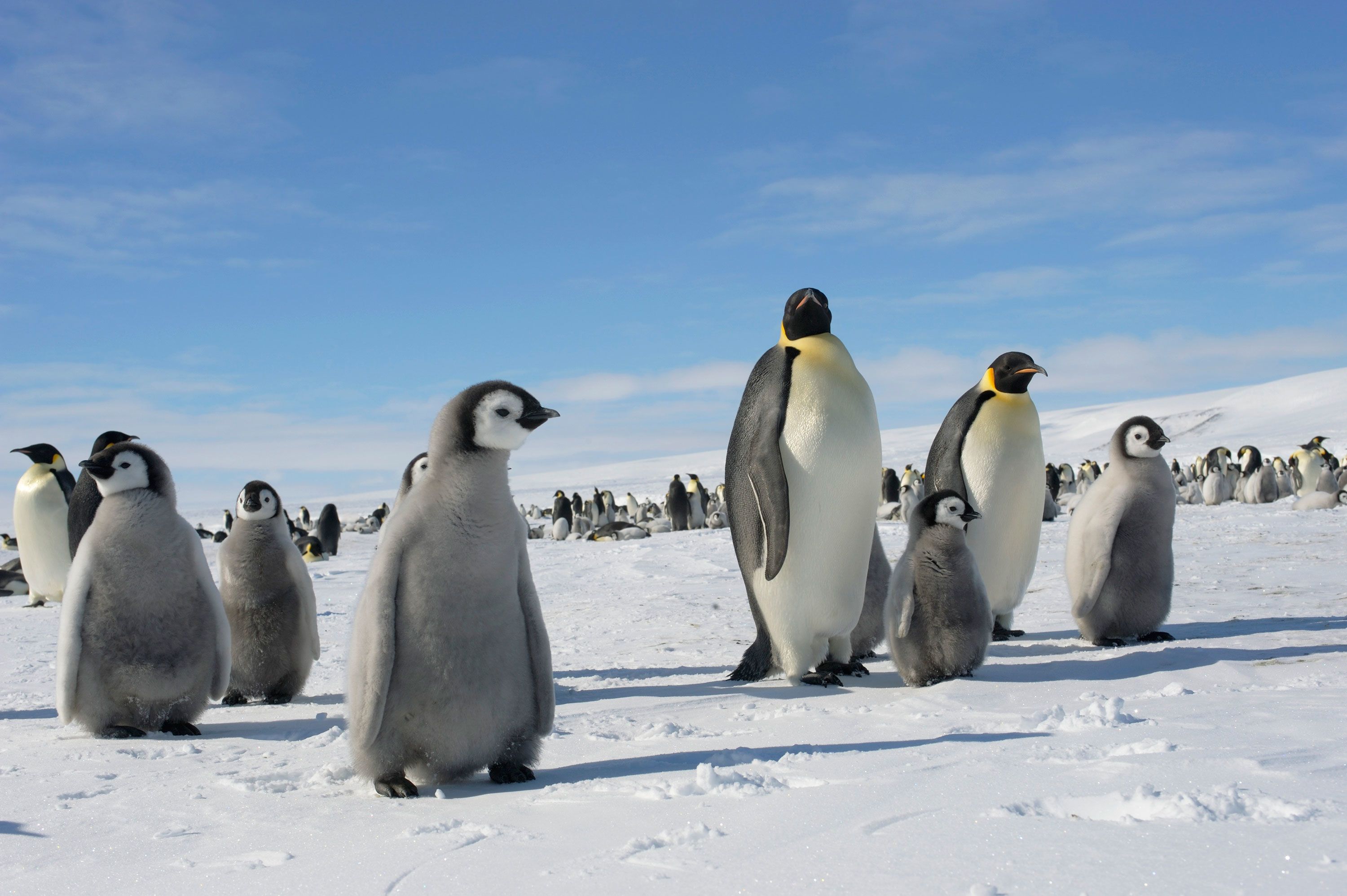 65% of Antarctica's species and penguins could disappear as global  temperature rises, study says | CNN
