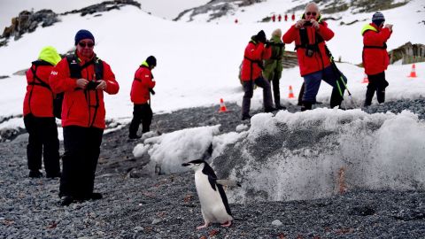Des touristes prenant des photos d'un manchot Barbijo sur l'île Half Moon en Antarctique en 2019.
