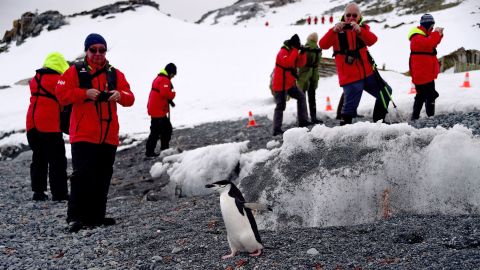 Tourists taking pictures of a Barbijo penguin on Half Moon island in Antarctica in 2019.