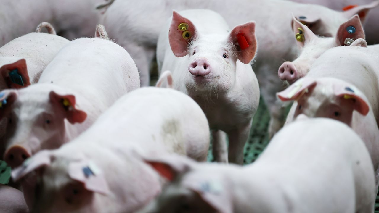 Pig production has hit a record low in Germany.