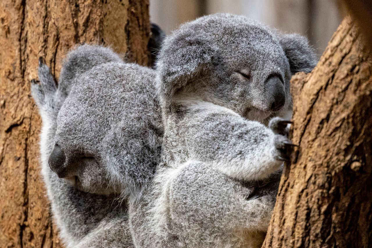 Two young koalas, Yunga, left, and Erlinga, right, sit together in the fork of a branch at the Duisburg Zoo in Duisburg, Germany, on Monday, December 19.