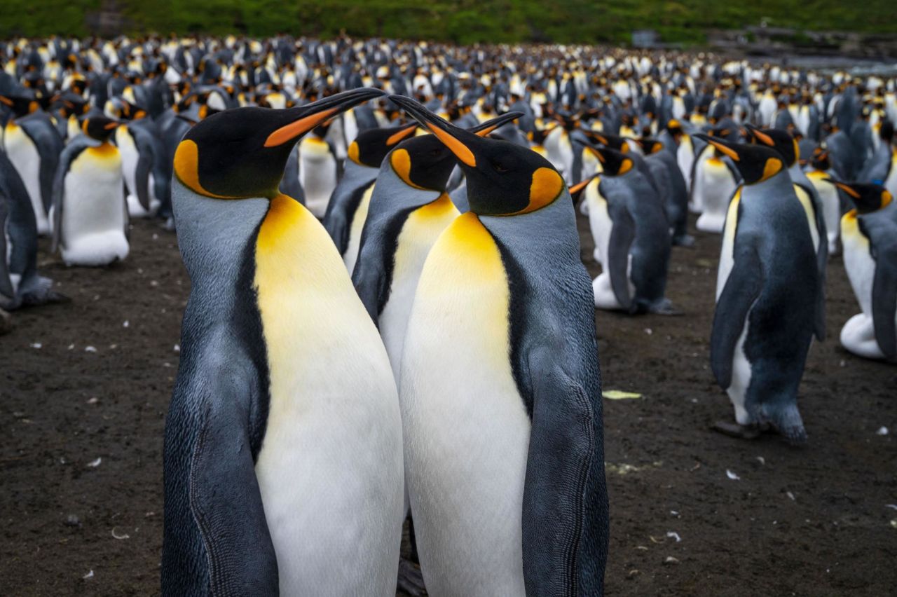 Penguins are seen in the early morning of Wednesday, December 21, on Possession Island off the coast of Queensland, Australia.
