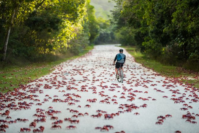 <strong>A sea of red: </strong>During the migration, an estimated 40 million to 50 million tiny red crabs traverse the island, crawling over roads, cars and blanketing beaches in a sea of red.<strong> </strong>