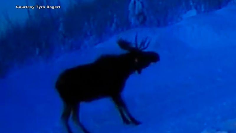 Doorbell camera captures Alaskan moose dropping antlers | CNN