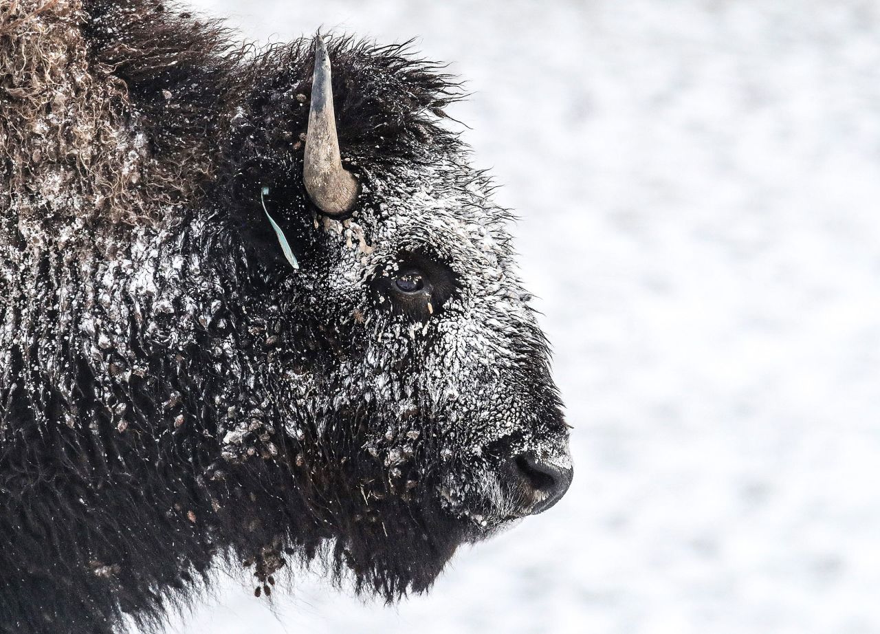 Snow collects on a bison at the Longfield Farm in Goshen, Kentucky, on December 23.