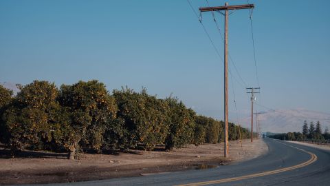 A road winds past an orange grove in Tulare County.