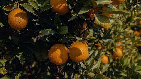 Oranges grown on trees in a grove in Tulare County.