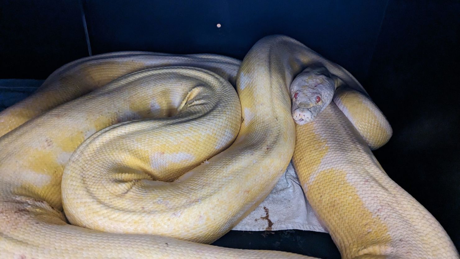 Massive albino boa constrictor discovered in Florida backyard