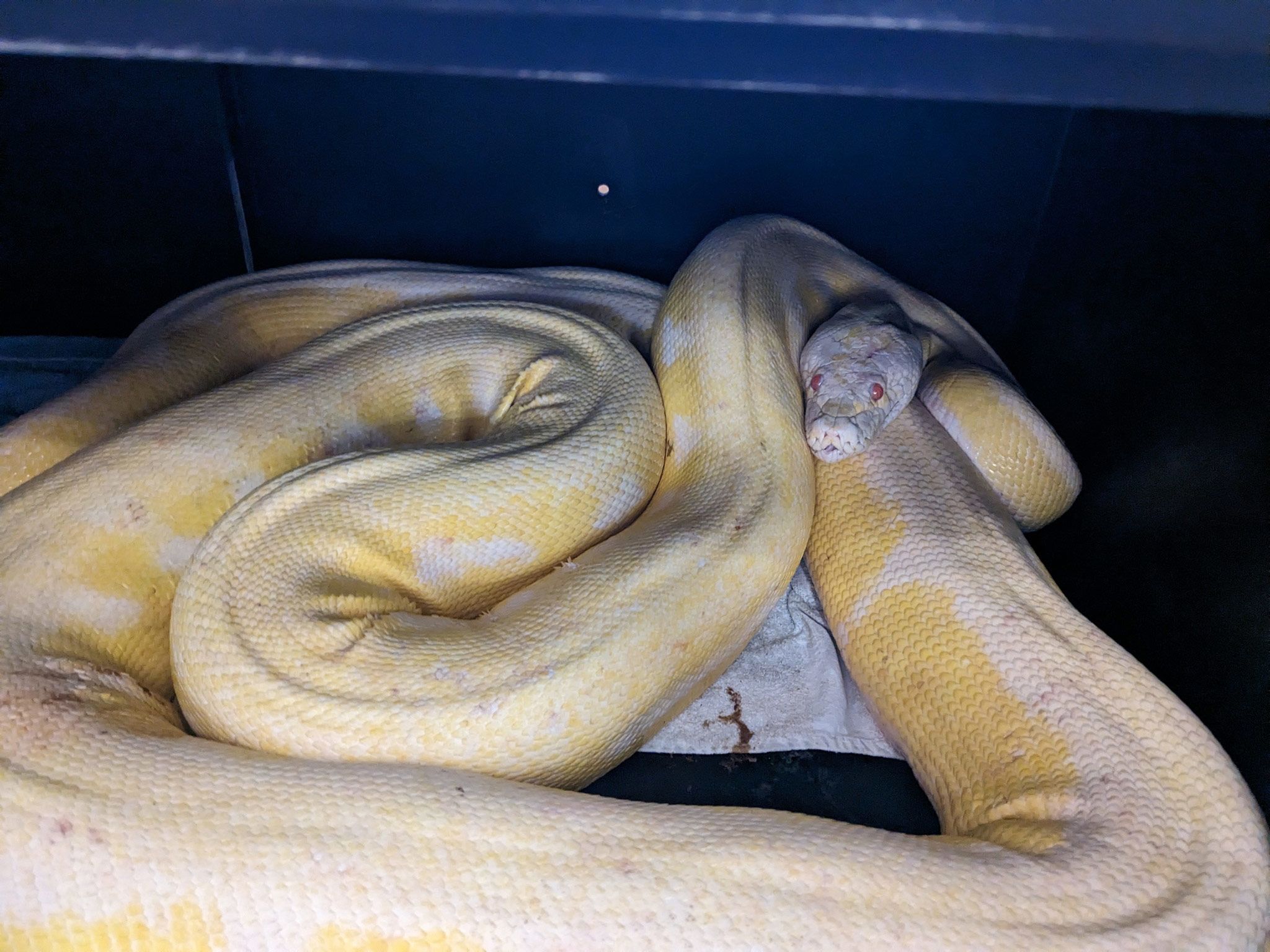 reticulated python full grown