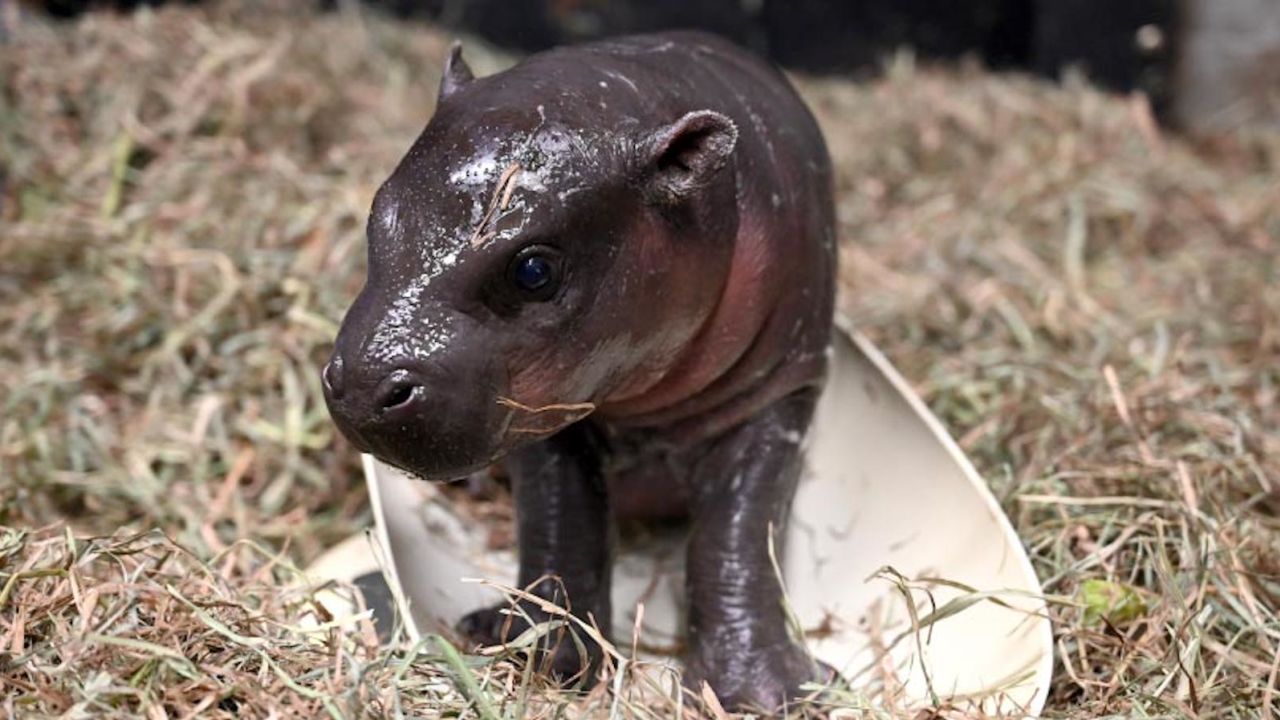 The Metro Richmond Zoo in Virginia announced the birth of an adorable baby pygmy hippo.