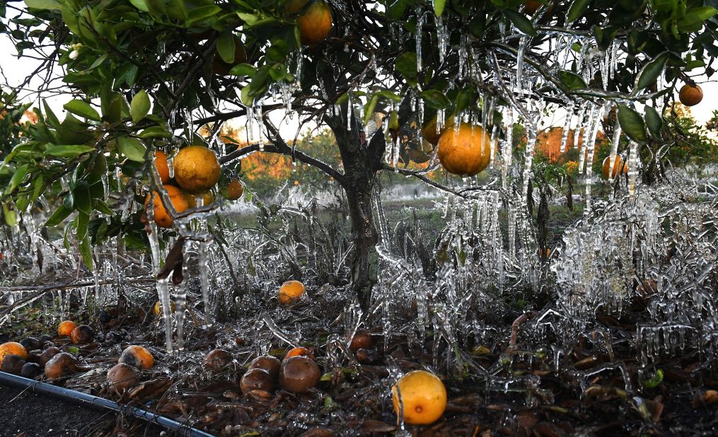 Icicles created by a sprinkler hang from an orange tree in Clermont, Florida, on December 24.