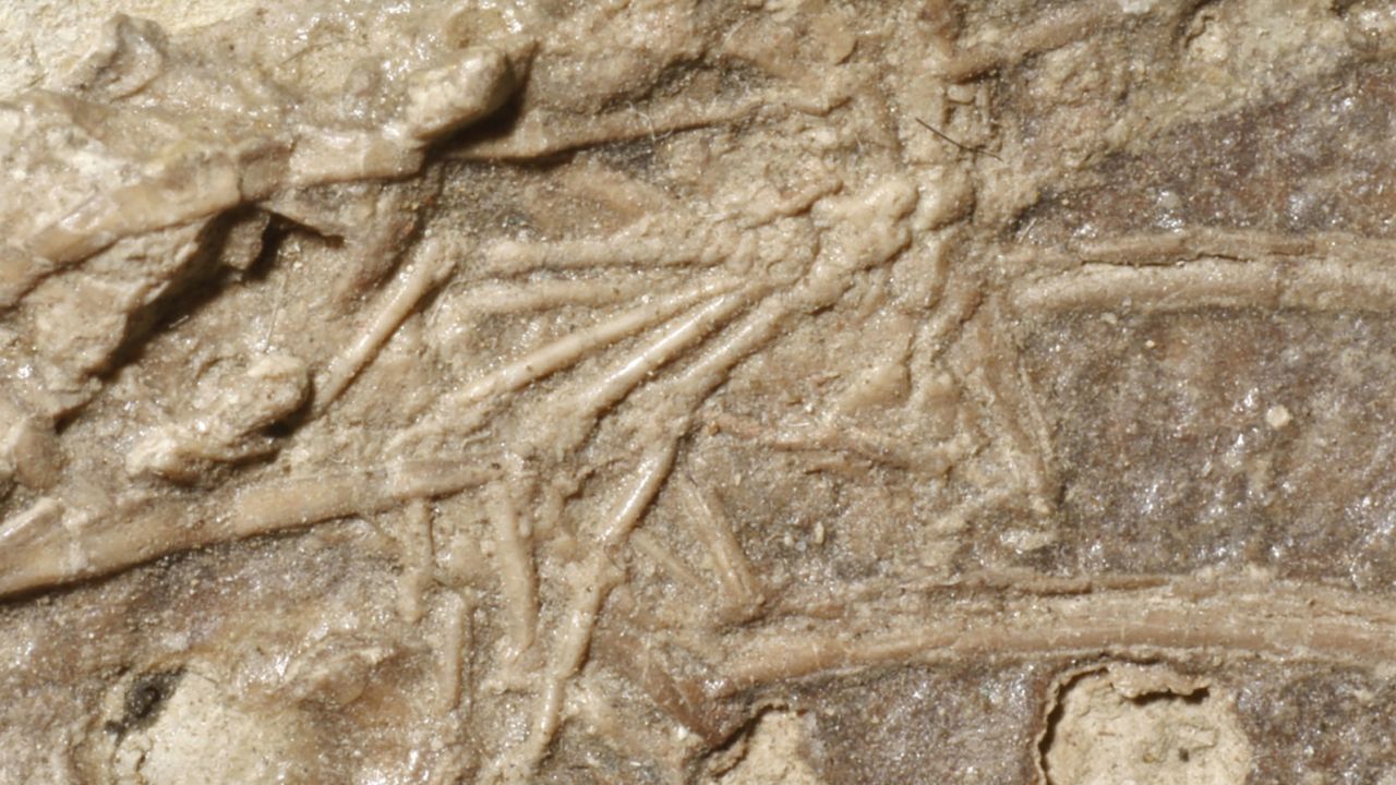 Pictured is a close-up of a tiny mammal foot, about a centimeter long, among the ribs of a Microraptor fossil. Photograph by Hans Larsson.