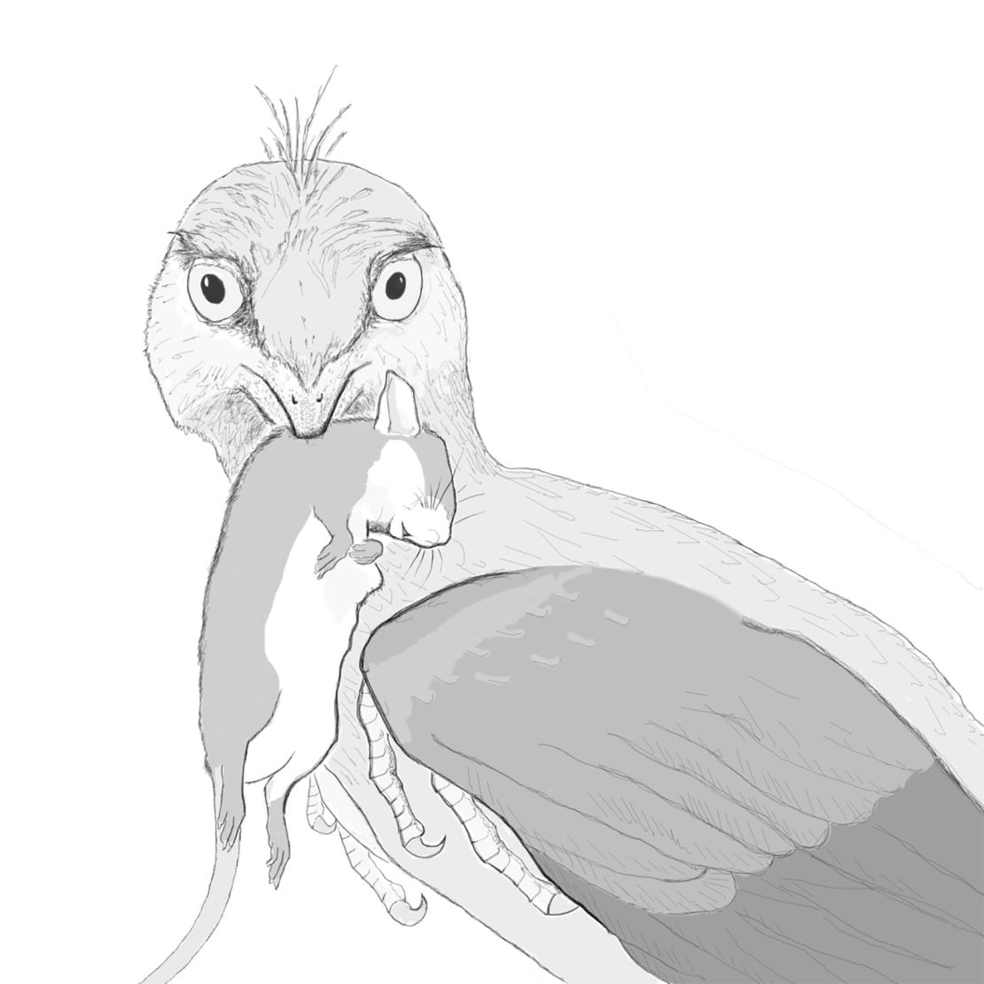 This reconstruction depicts Microraptor eating a small mammal. Courtesy of Hans Larsson. 