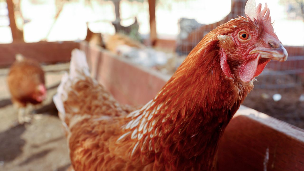 A deadly avian flu has led to the death of millions of poultry this year. 